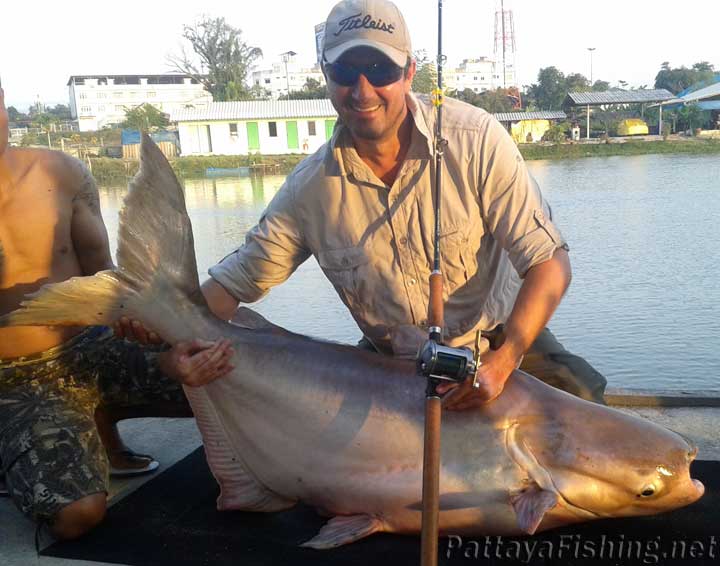 47kg Mekong Giant Catfish
