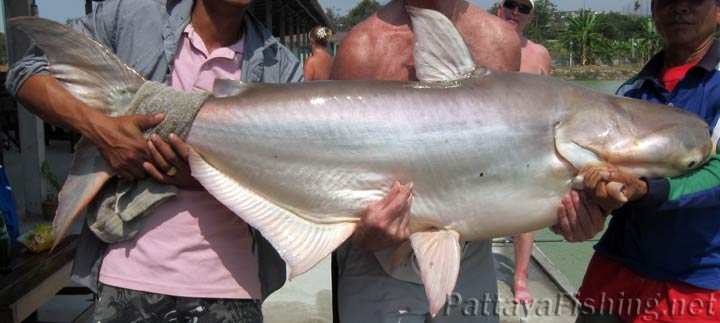 Mekong catfish
