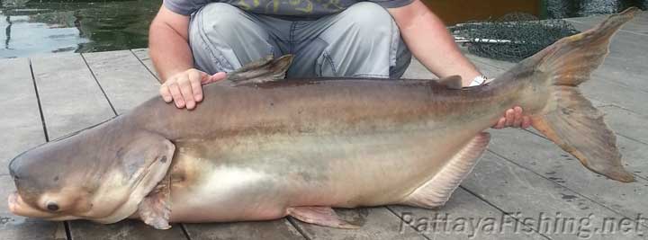 Mekong giant catfish