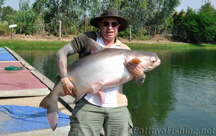 Mekong giant catfish estimated at 25kg