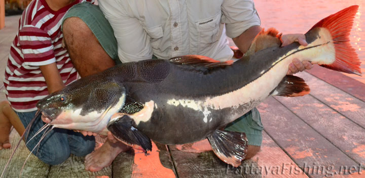 14kg Amazon red tail catfish