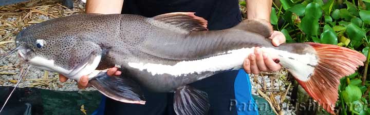 Amazon red tail catfish