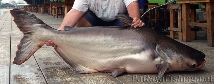 38kg Mekong catfish